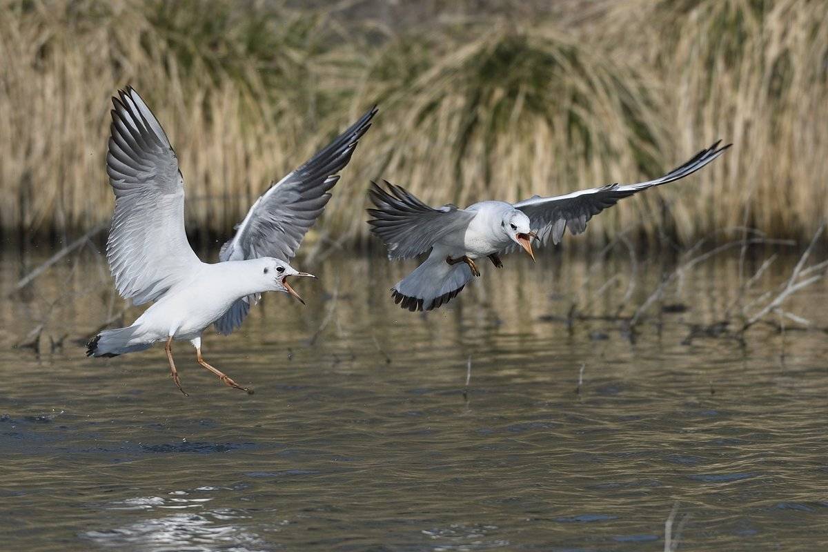 птицы birds slovakia, Jaroslav Mego