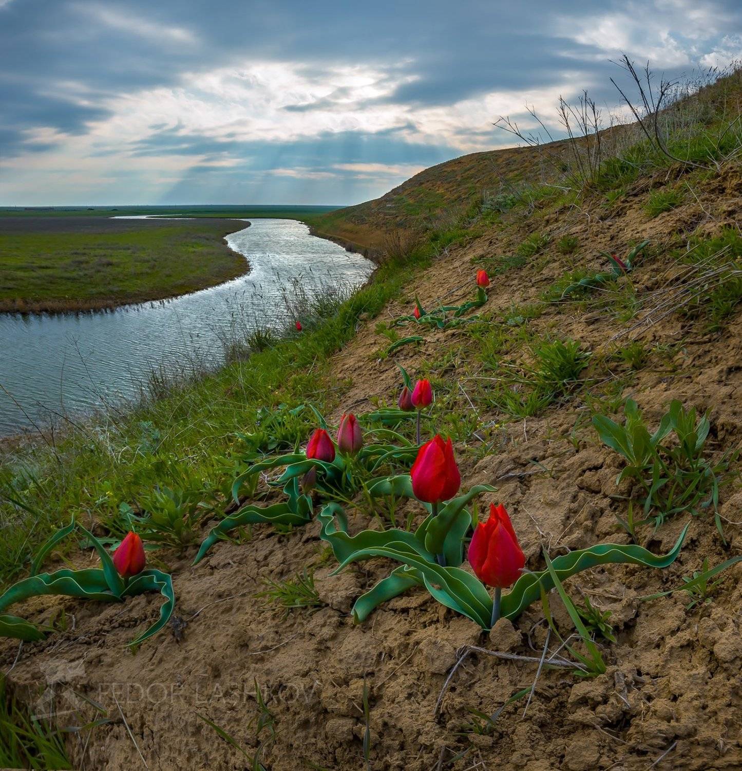 ставропольский край, фотоальбом, путешествие, цветы, природа, флора, степь, тюльпан, тюльпаны, дикие, облака, цветение, река, берег, солнце, трава, луг, цветок, Лашков Фёдор
