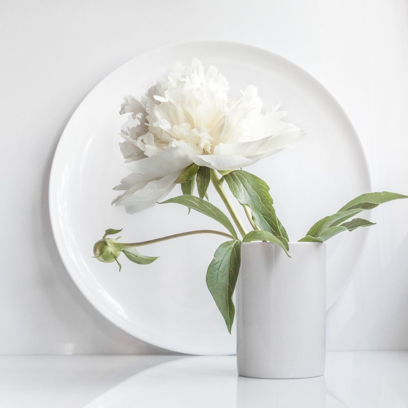 белое, минимализм, пион, круг Белый минималистичный натюрморт фото превью