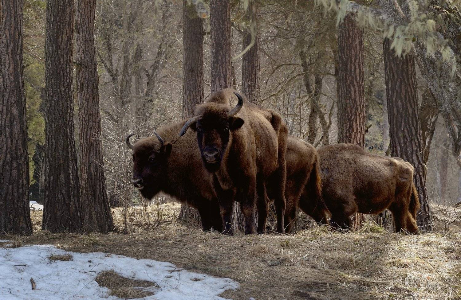 горы весна кавказ архыз зубр, Александр Жарников