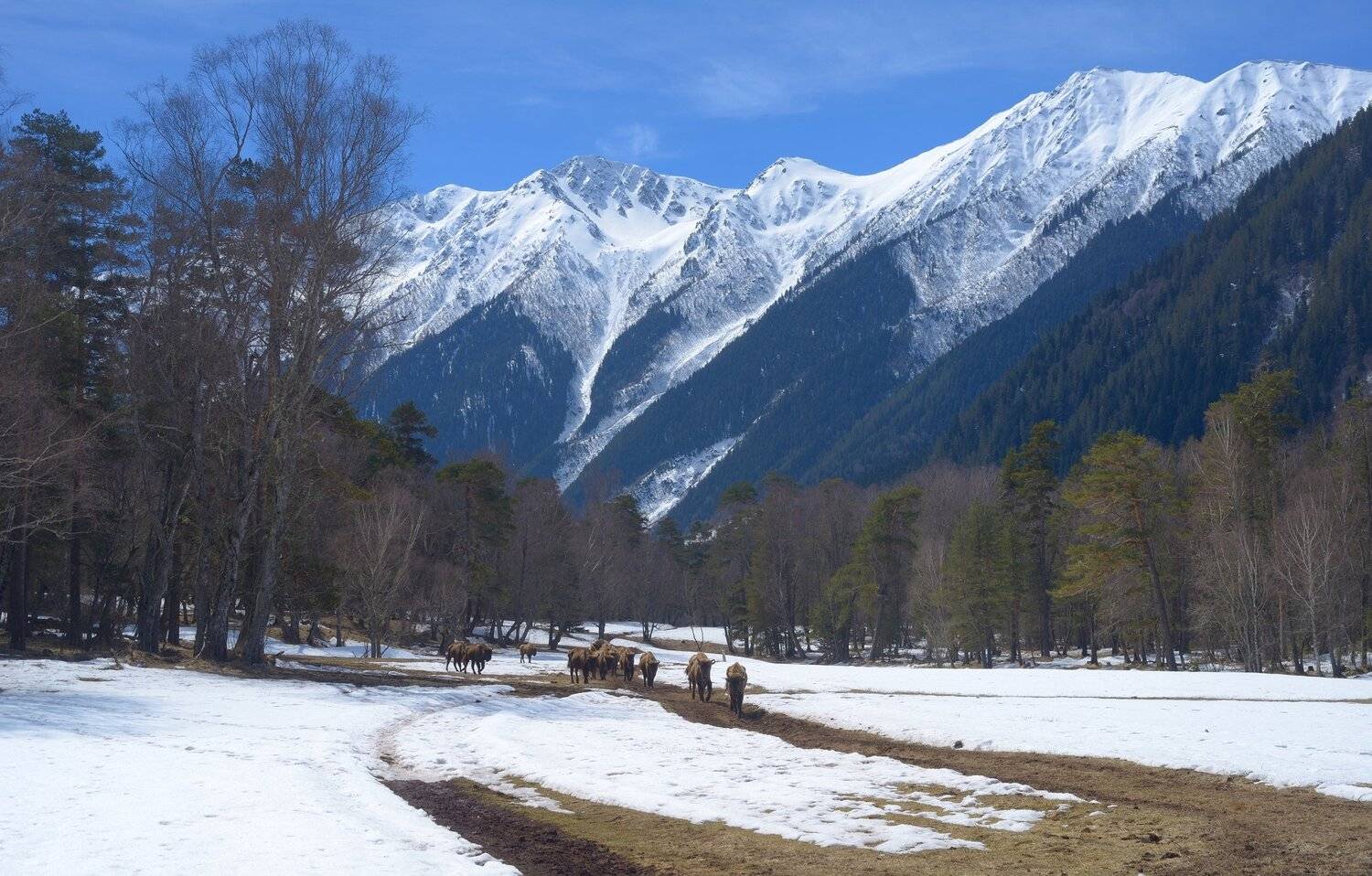 горы весна кавказ архыз зубр, Александр Жарников