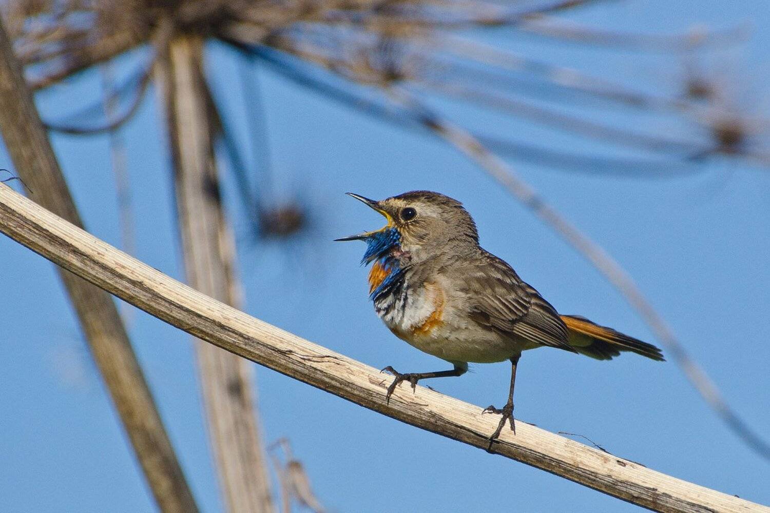 птица, варакушка, самец, Михаил Агеев