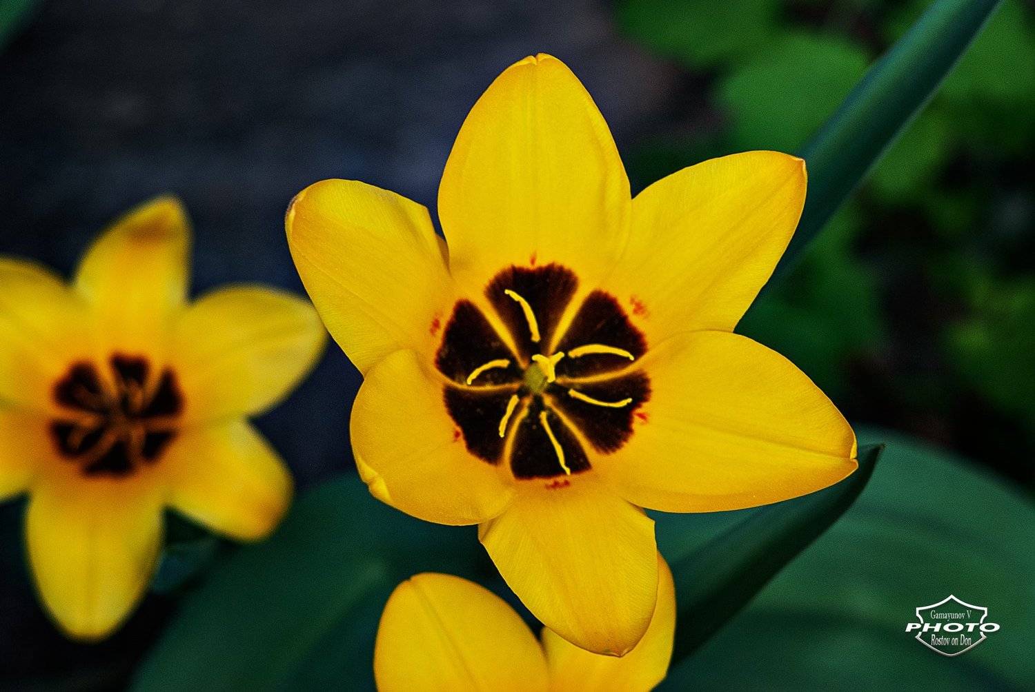 , Владимир Гамаюнов