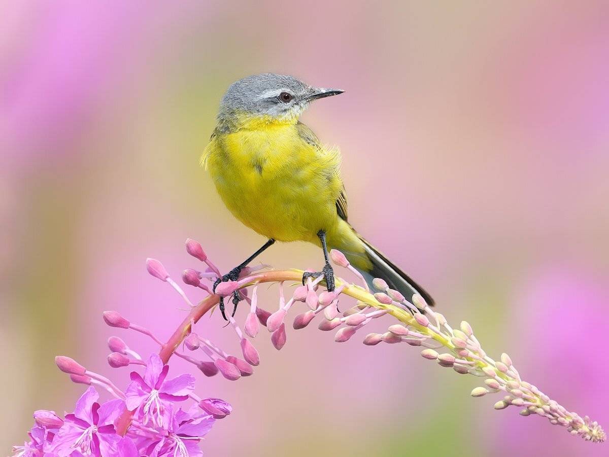 природа, фотоохота, желтая трясогузка, птицы, животные,цветы, лето, vladilenoff