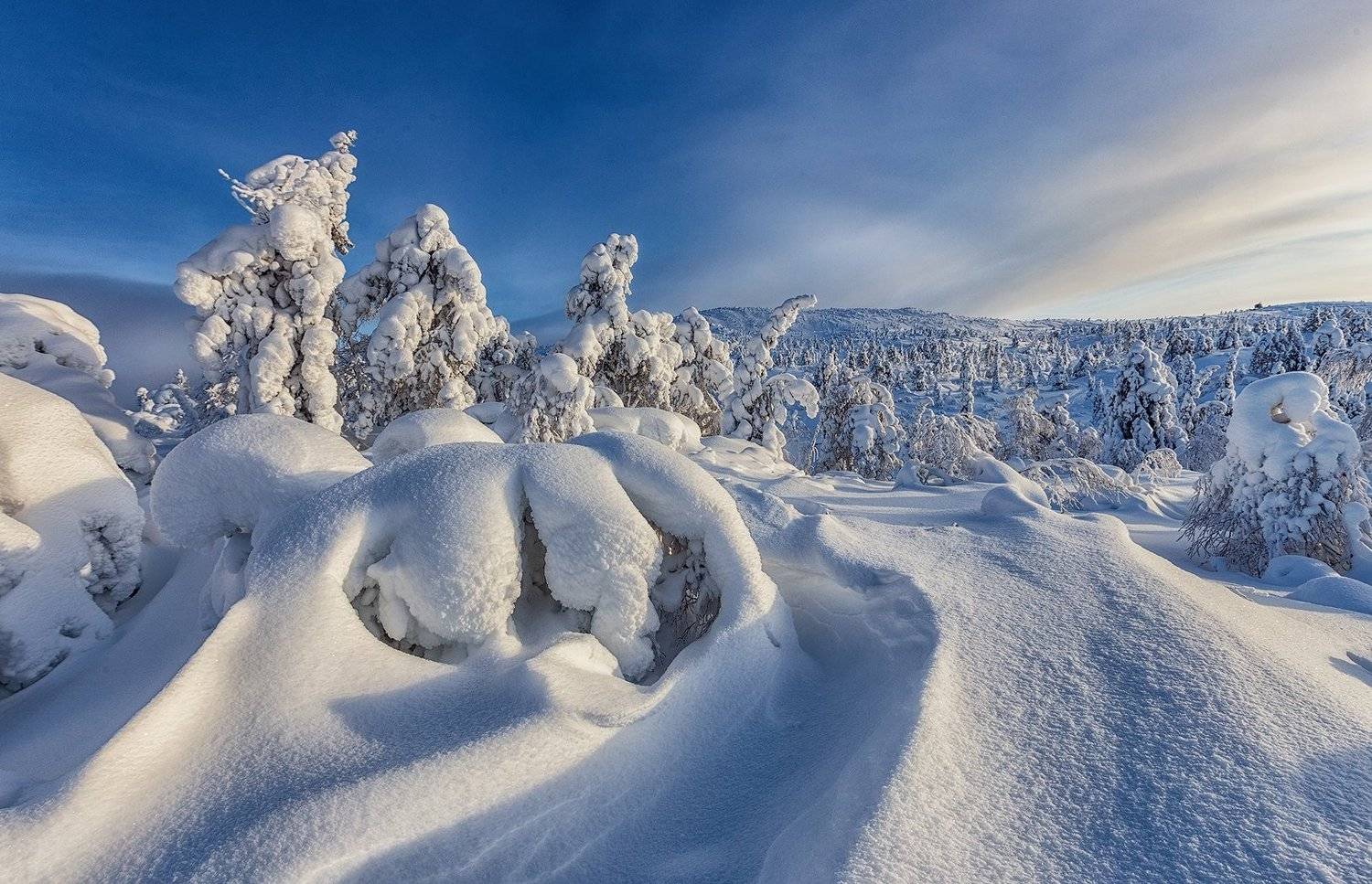 снег, горы, ели, кандалакша., Владимир Липецких
