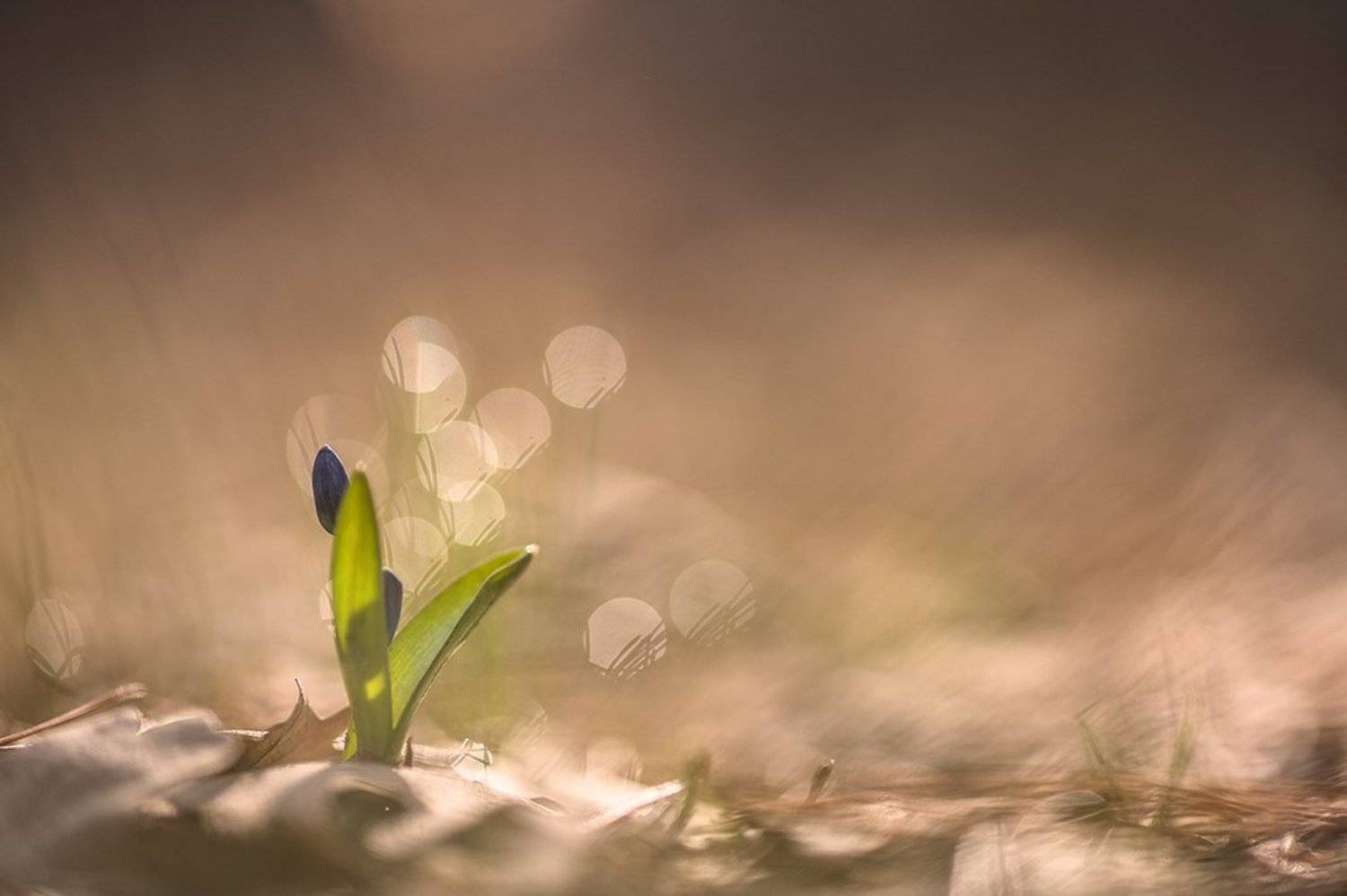 пролески, первоцветы, свет, цвет,март, весна, позитив, геннадий мещеряков, воронеж,, Геннадий Мещеряков