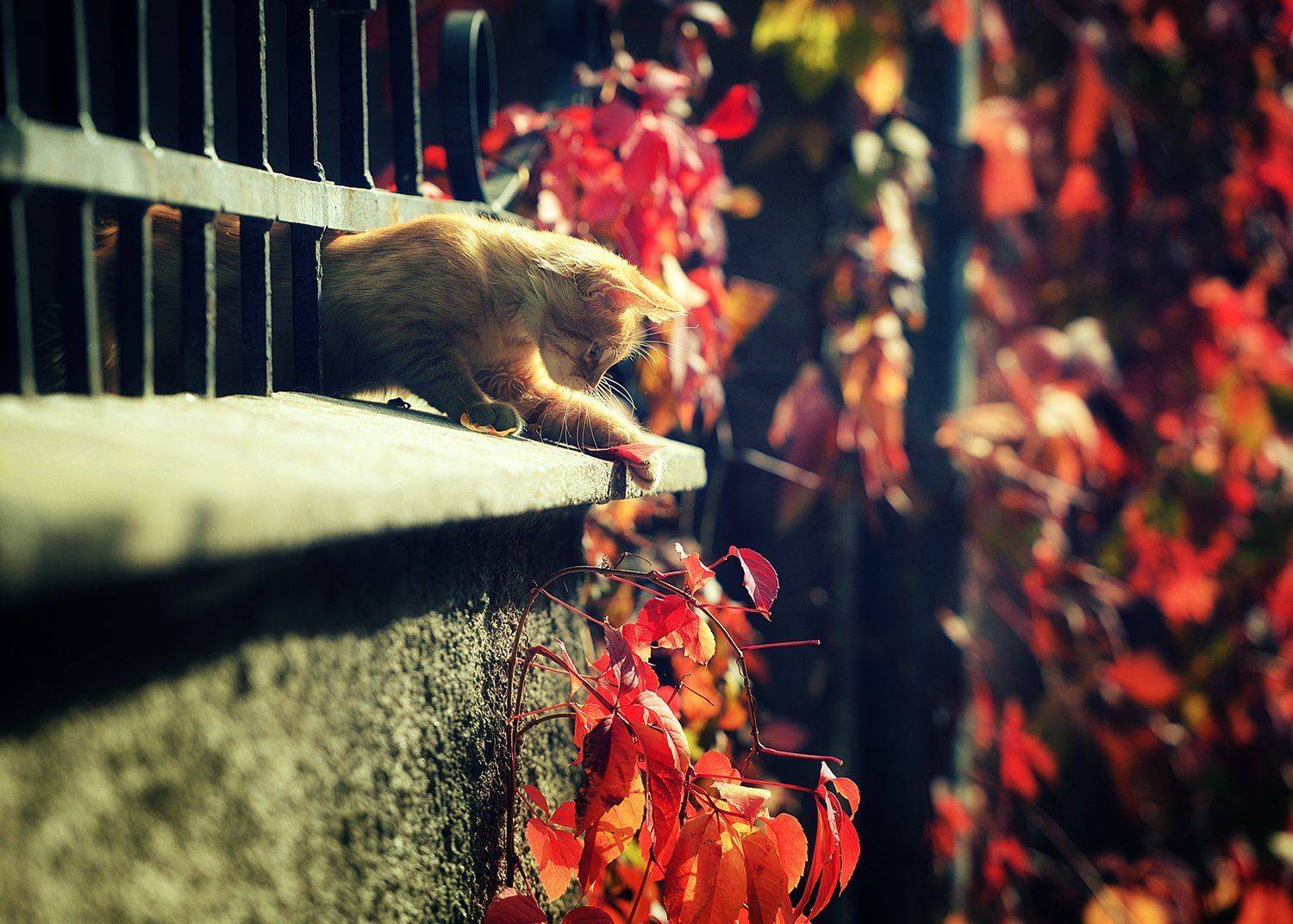 осень, двор, котёнок, Вьюшкин Игорь