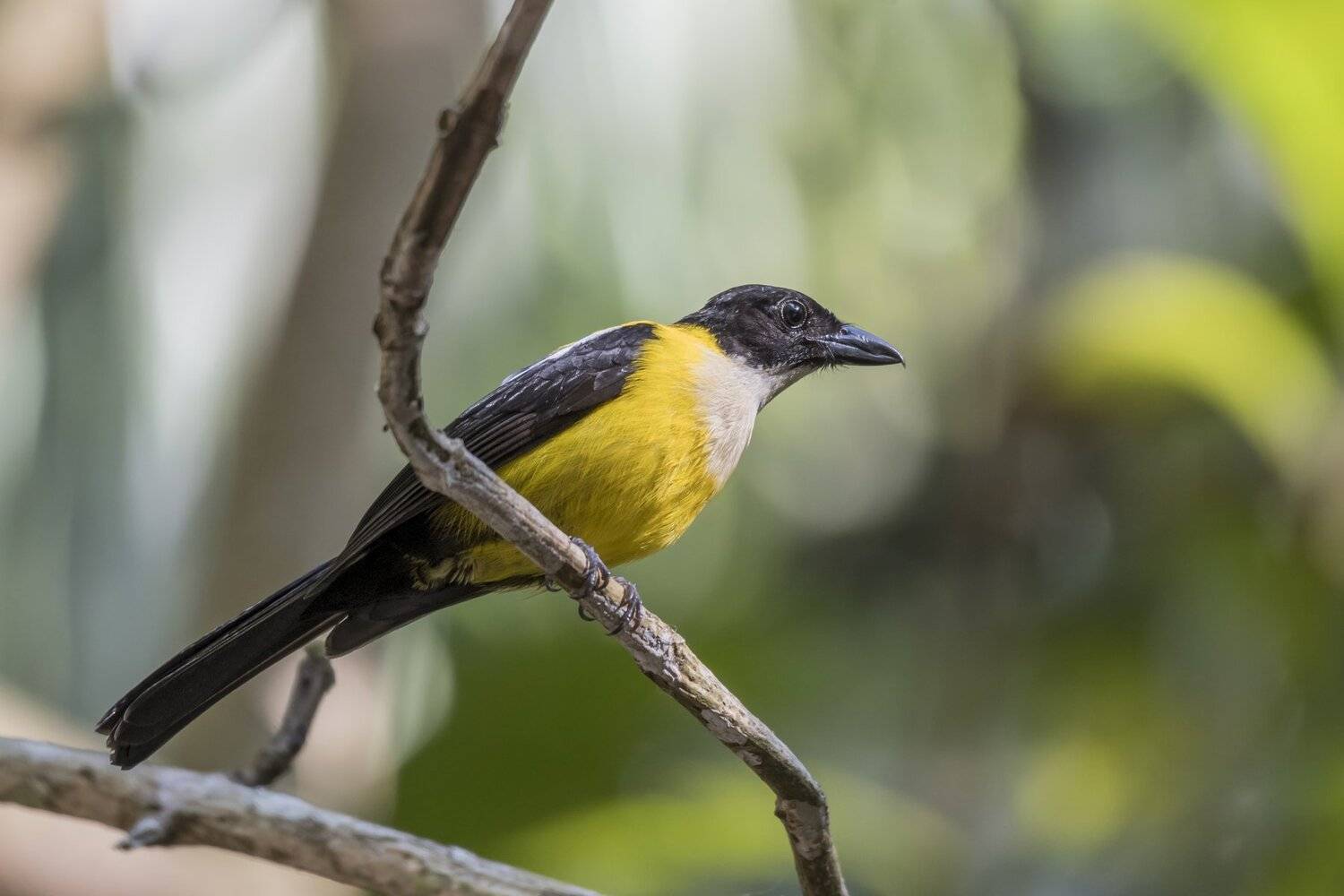 , Fernando Burgalin Sequeira