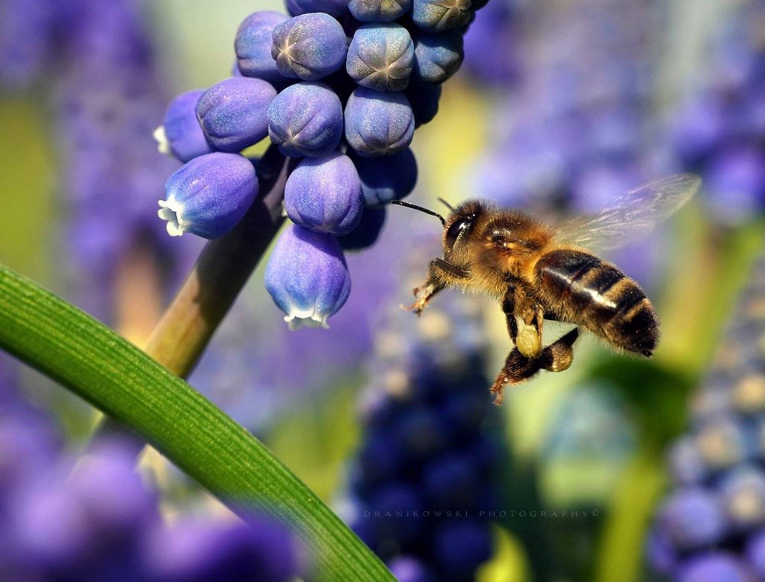 in flight bee пчела macro m42 flower dranikowski pszczola raynox flowers, Radoslaw Dranikowski