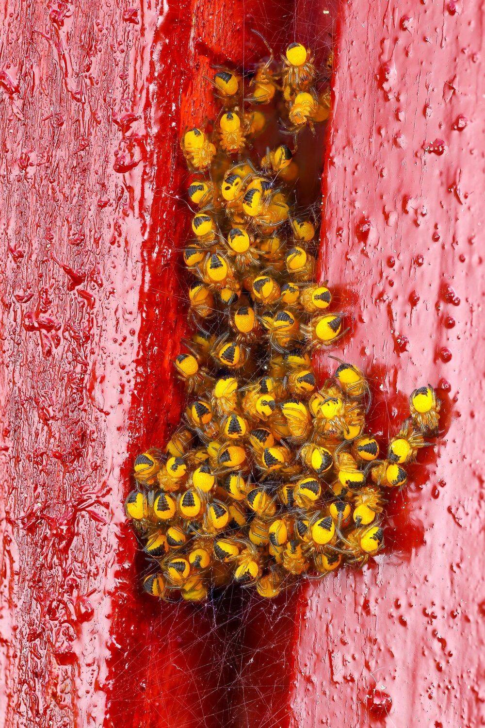 макро паук насекомое животное желтый красный, Андрей Шаповалов