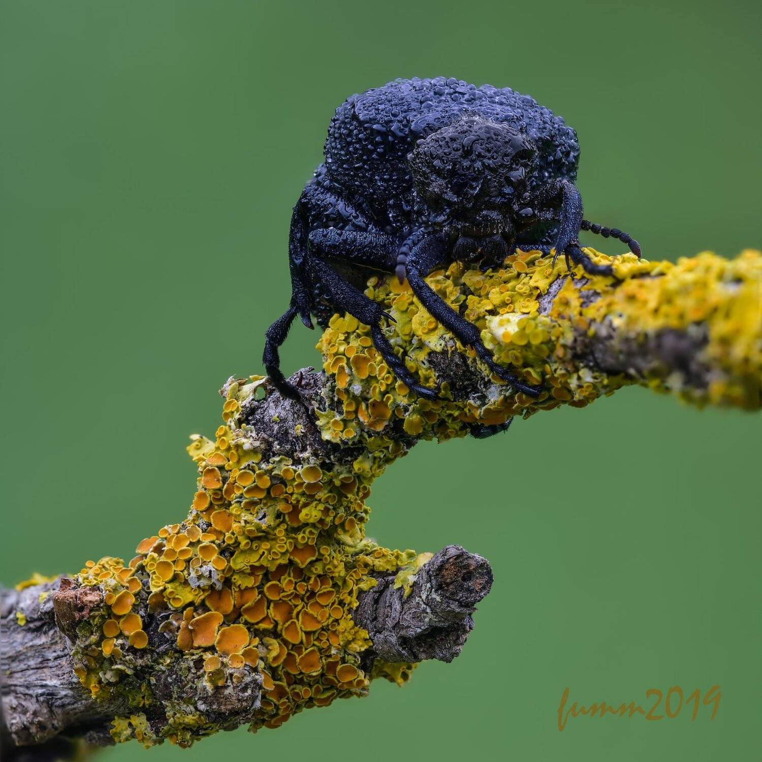 , Игорь ФУММ