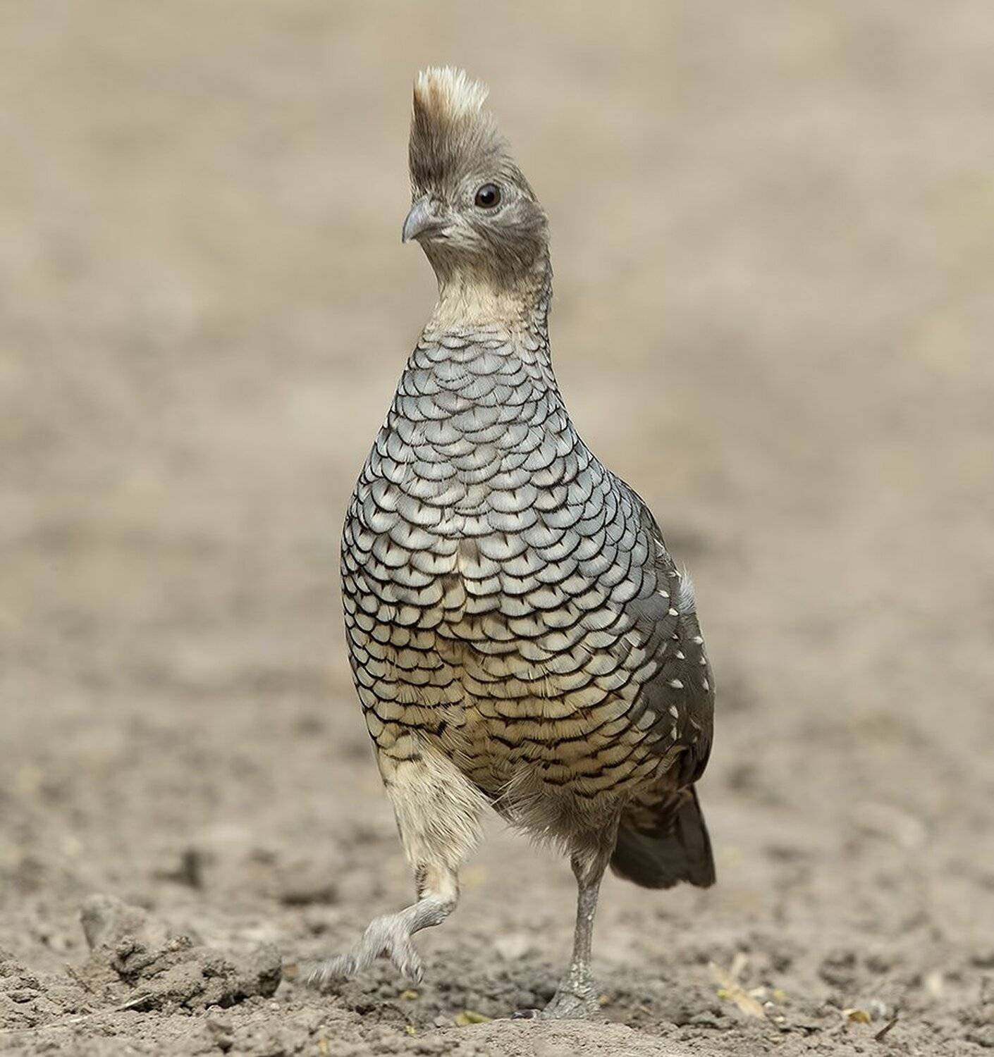 scaled, quail, чешуйчатая, куропатка, Elizabeth Etkind