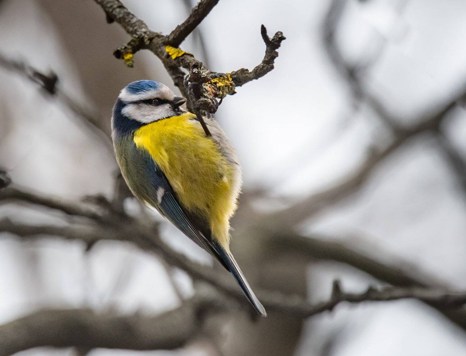 , Курлянцев Алексей