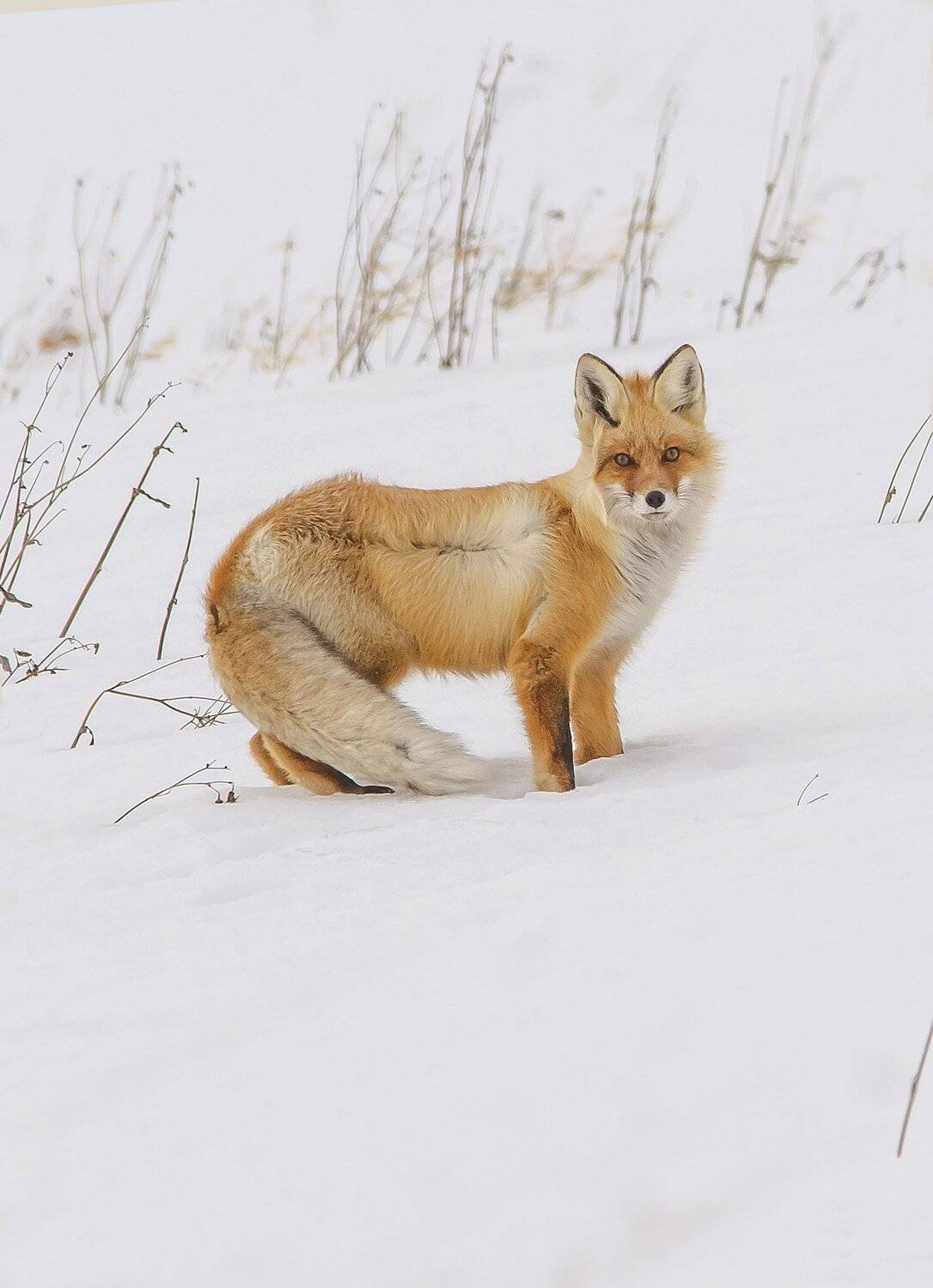 , Михаил Белоусов