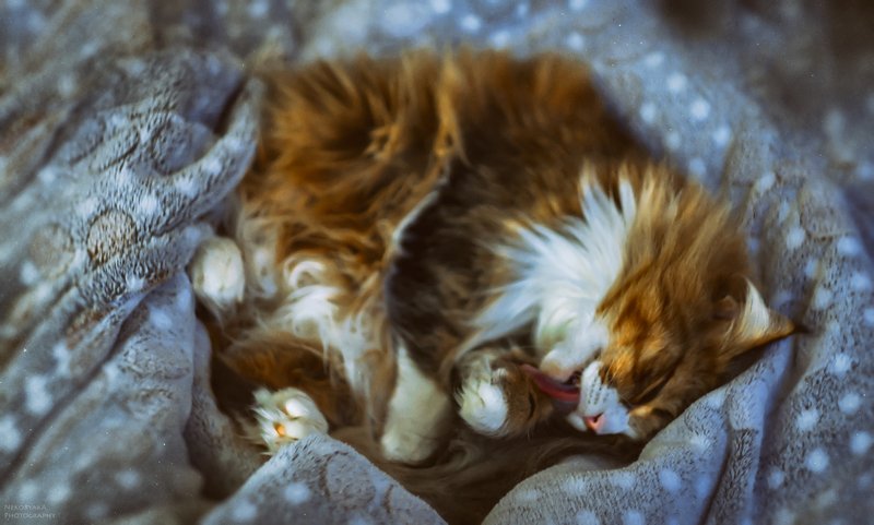 Блэр фото превью