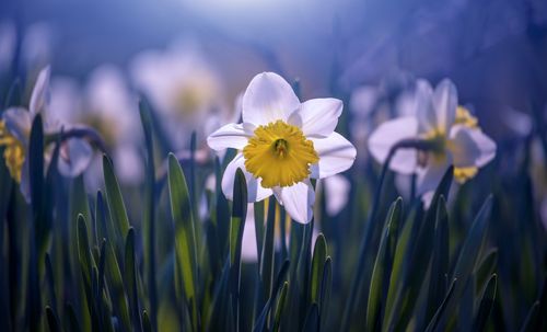 daffodil