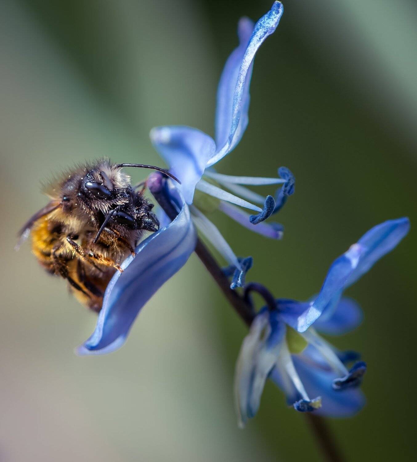 природа, макро, весна, цветы, пролеска, насекомые, пчелы, Неля Рачкова