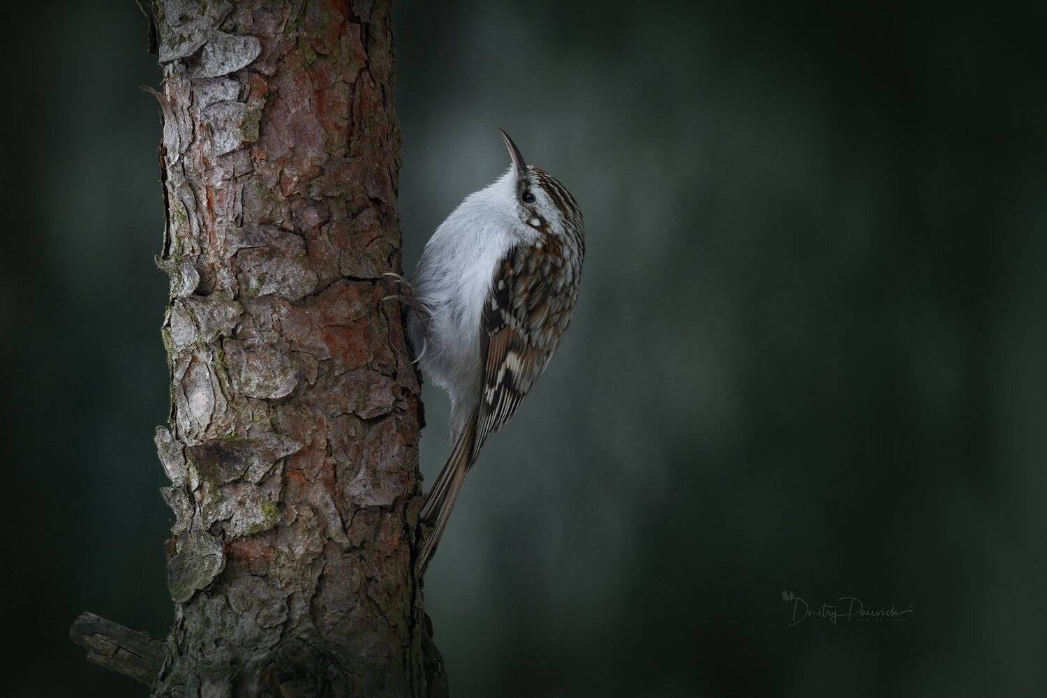 природа, животные, птицы, Дмитрий Посевич