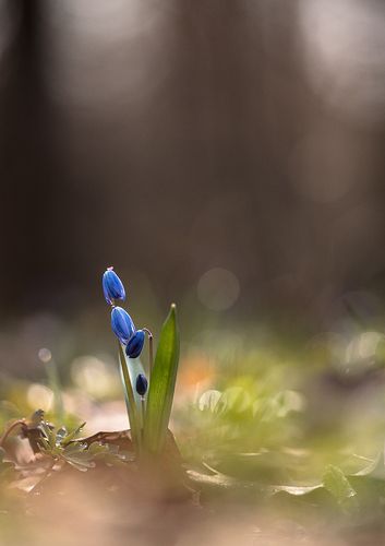 В первоцветный день...