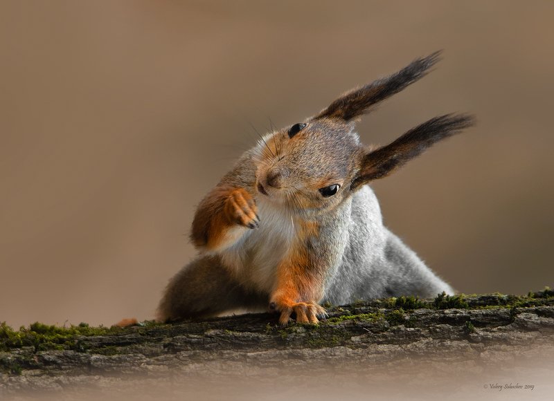 Упражнение на бревне фото превью