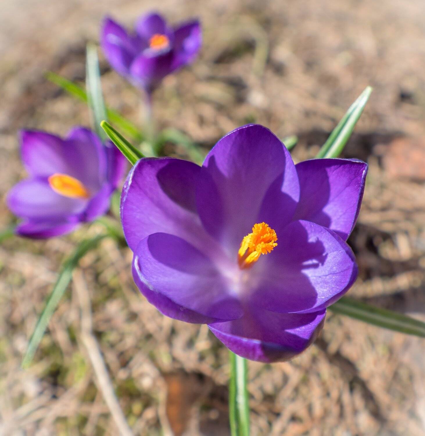 , Курлянцев Алексей