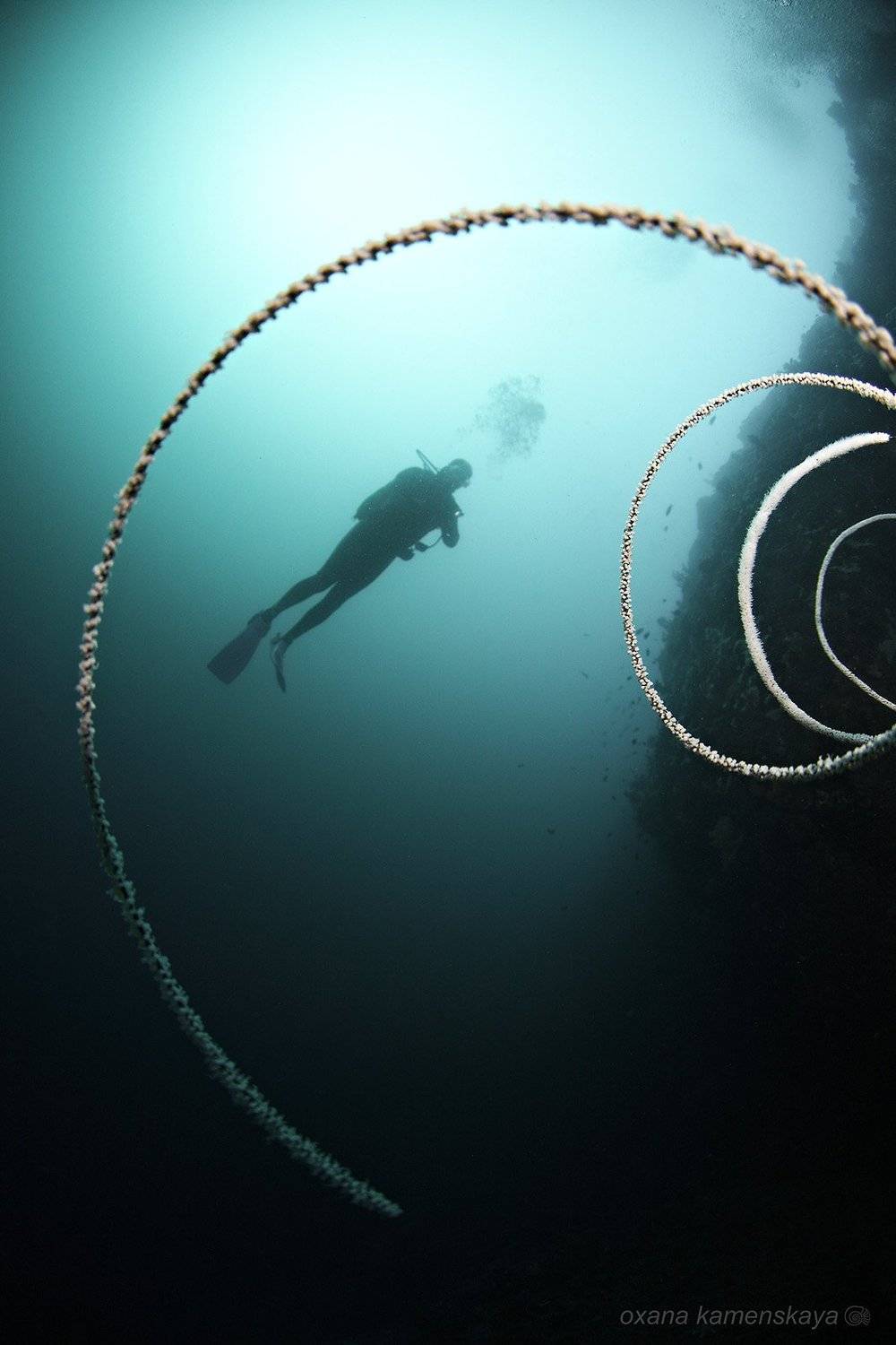 underwater phillipines blue deep diver corall , Оксана Каменская