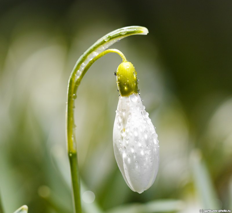 Ода тульским подснежникам фото превью