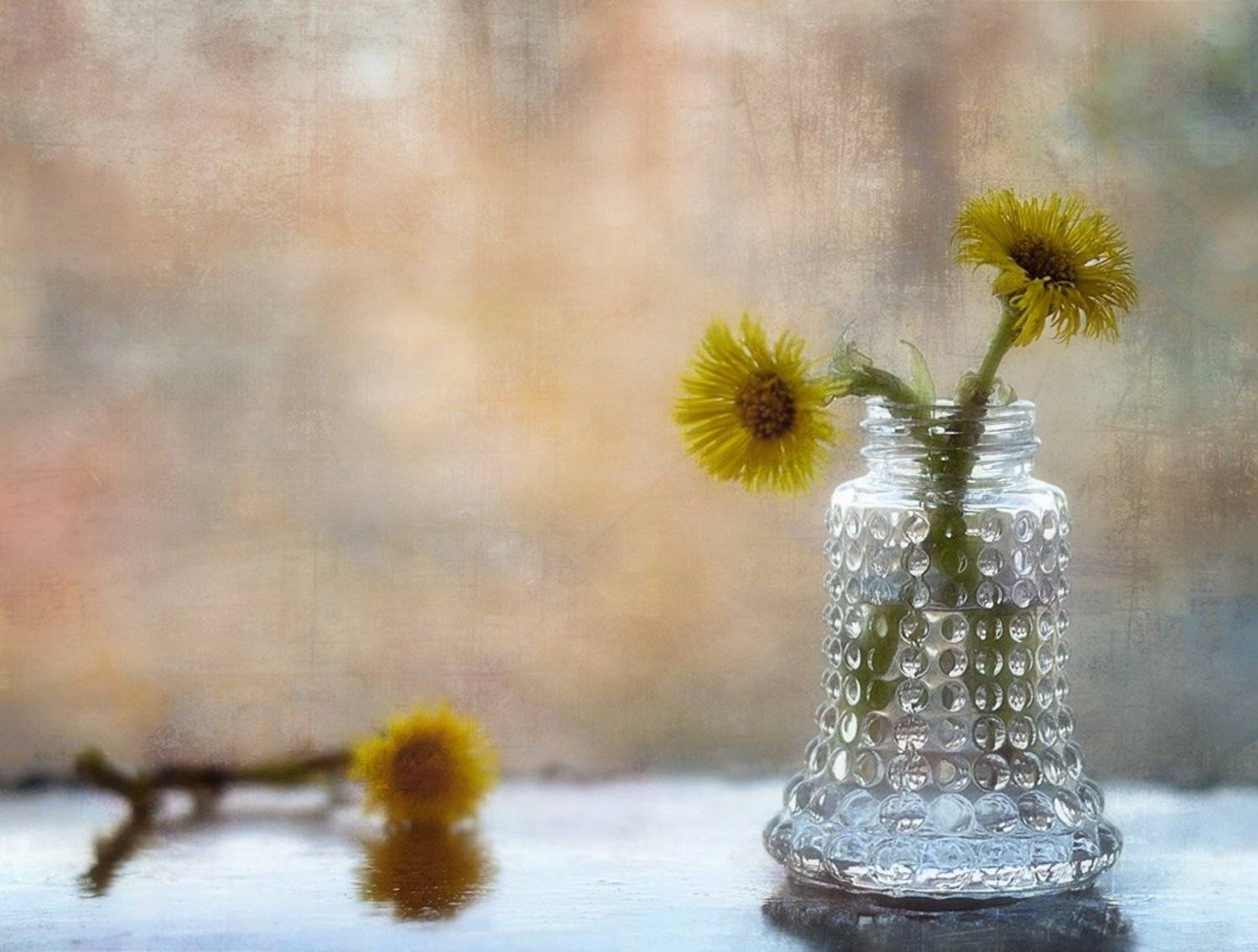 натюрморт,первоцветы,мать-мачеха,весна,цветы, Наталия К