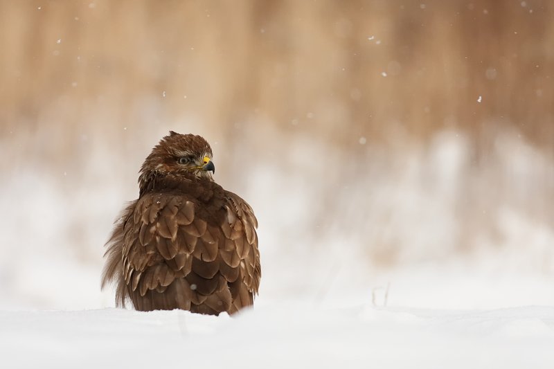 Buteo buteo фото превью