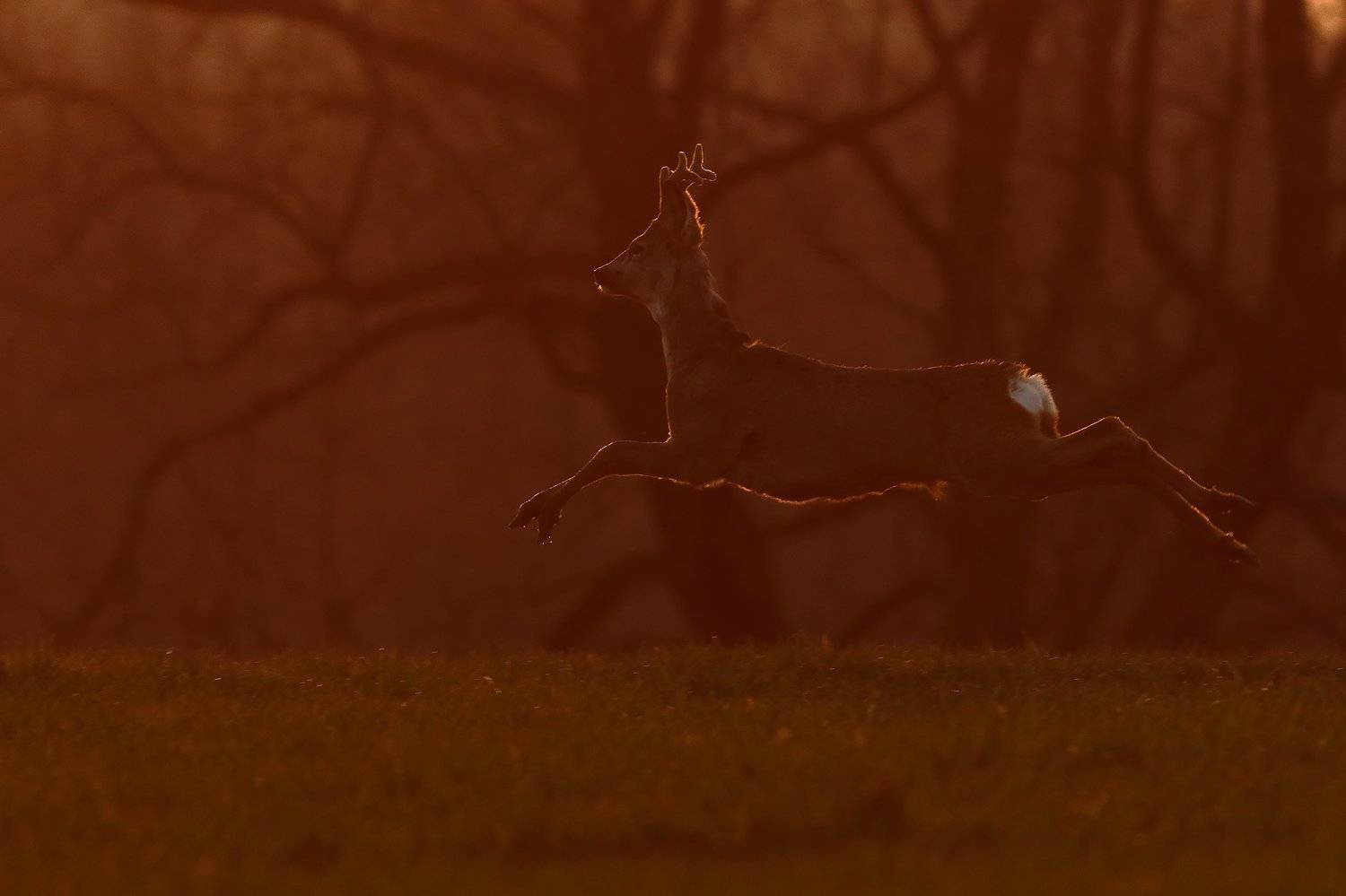 , Łukasz Sok&oacute;ł