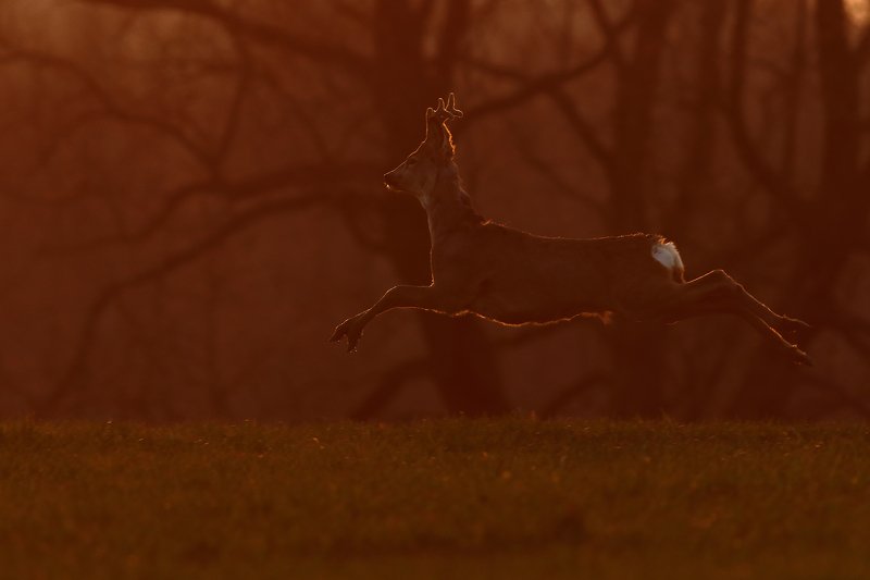 Jump! фото превью