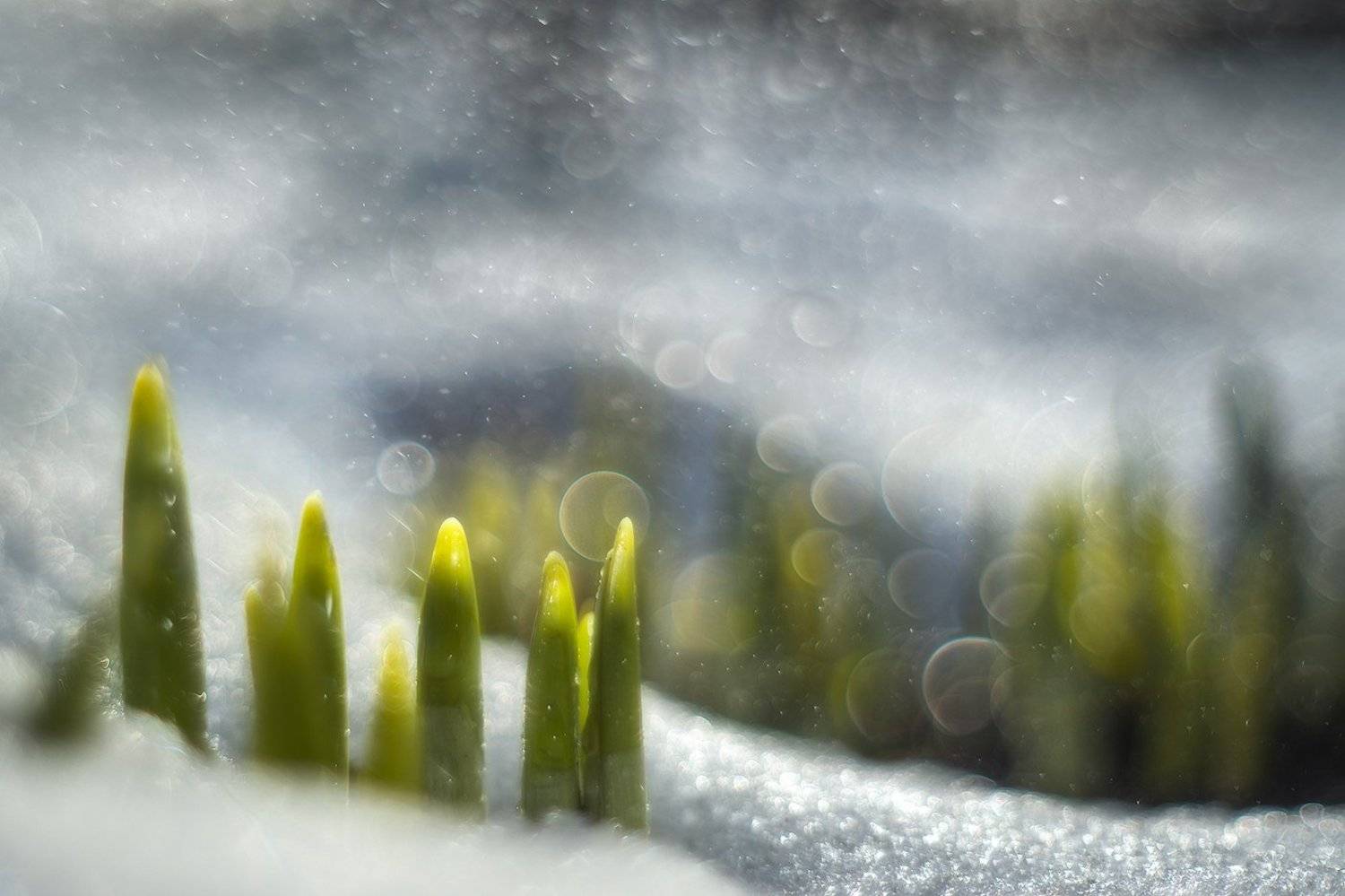 , Алексей Чистяков