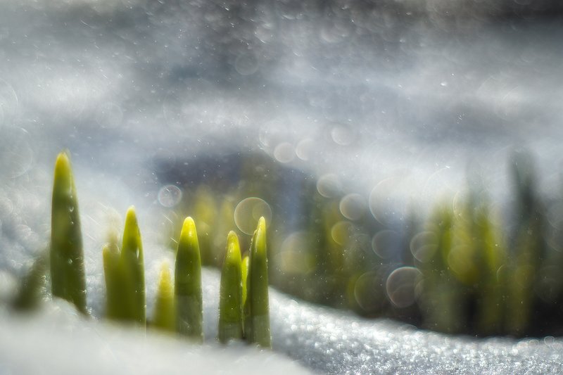 Лес фото превью
