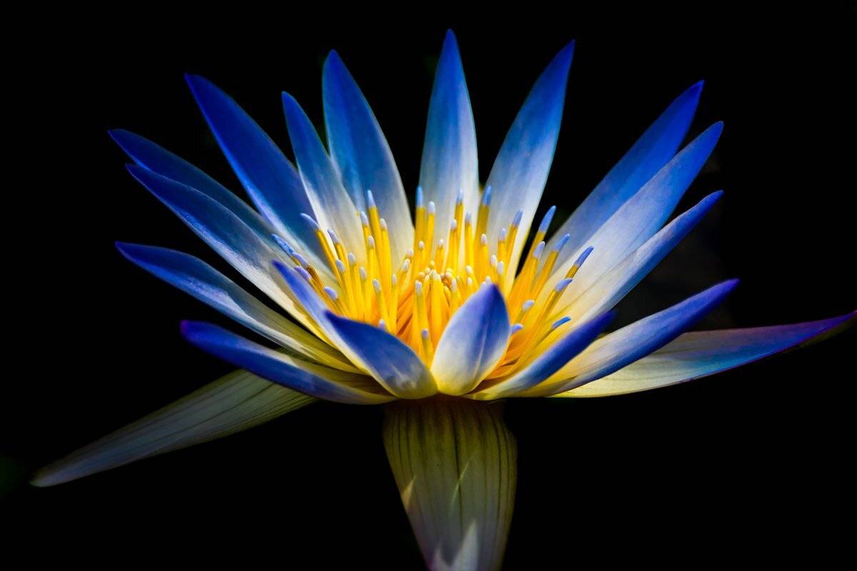 macro, Lotus, black background, flowers, single, Nikolay Tatarchuk