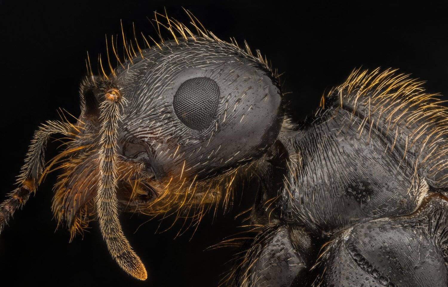 ceclii, macro, extrememacro, nikon d3400, lomo 3.7x, Tsvetan Ganev