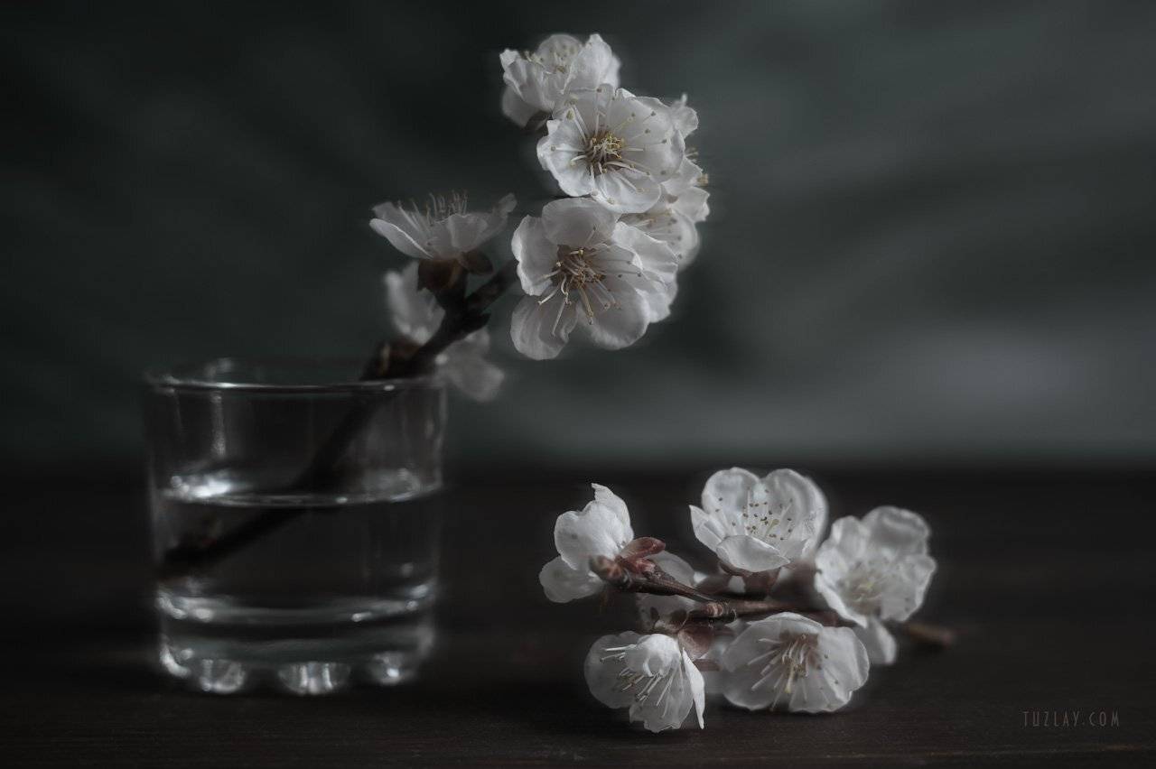 весна в стакане, белый цветки, цветки абрикоса, Владимир Тузлай