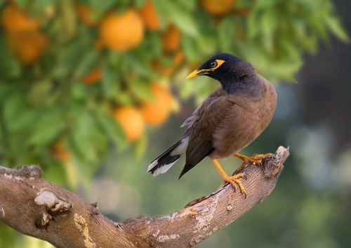 В мандариновом раю