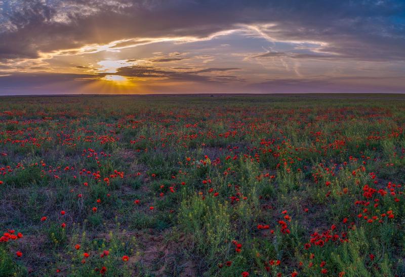 степь — равнина, поросшая травянистой растительностью, в умеренных и субтропических зонах северного и южного полушарий.астраханская обл. лиманский район МАКИ, АСТРАХАНСКАЯ СТЕПЬ (весна) фото превью