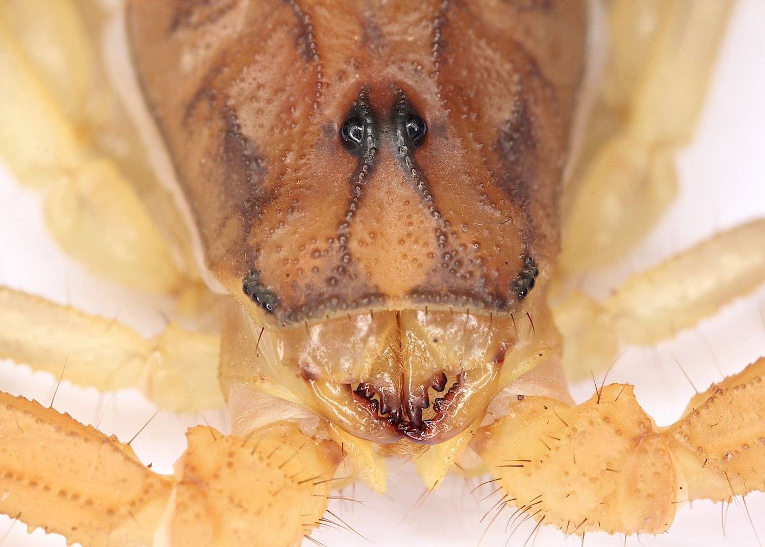 скорпион паукообразное, Александр Зорин