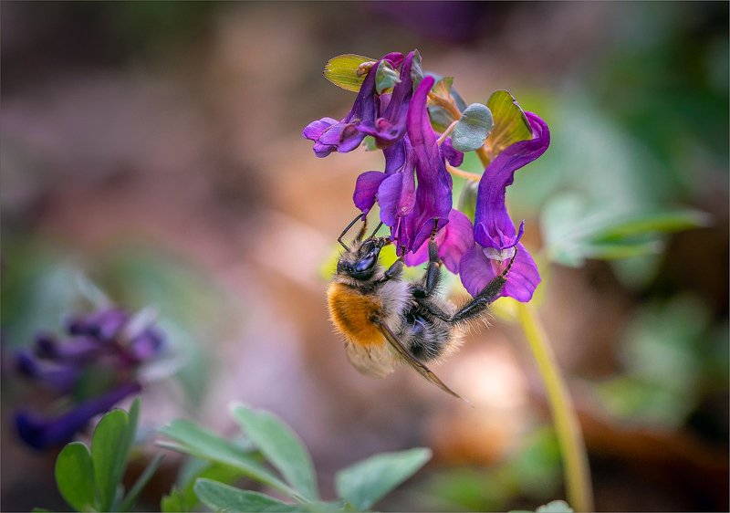 Как-то шмель устал летать ...  фото превью