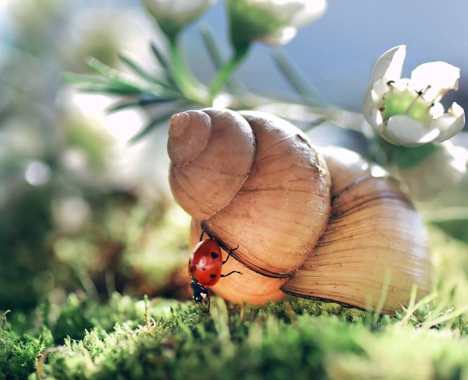 , Лапшина Владлена