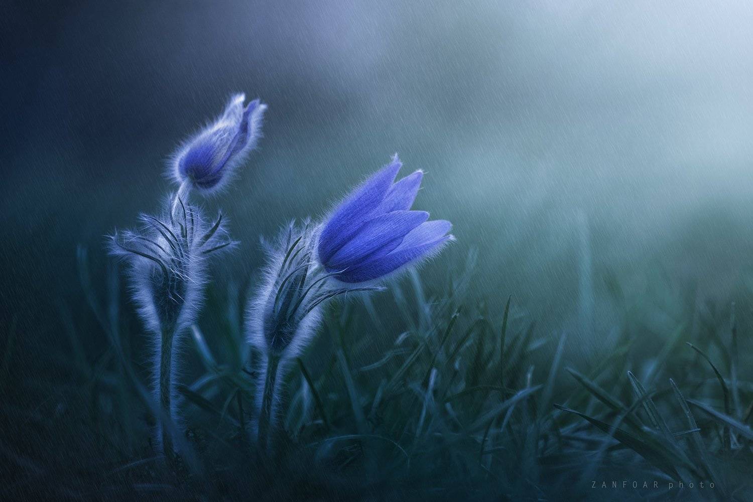 чехия,pulsatilla grandis ,zanfoar,czech republic,czech, Zanfoar