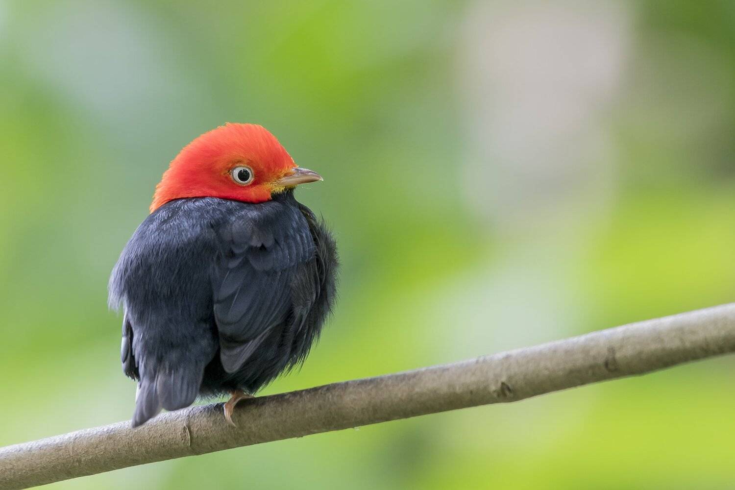 , Fernando Burgalin Sequeira