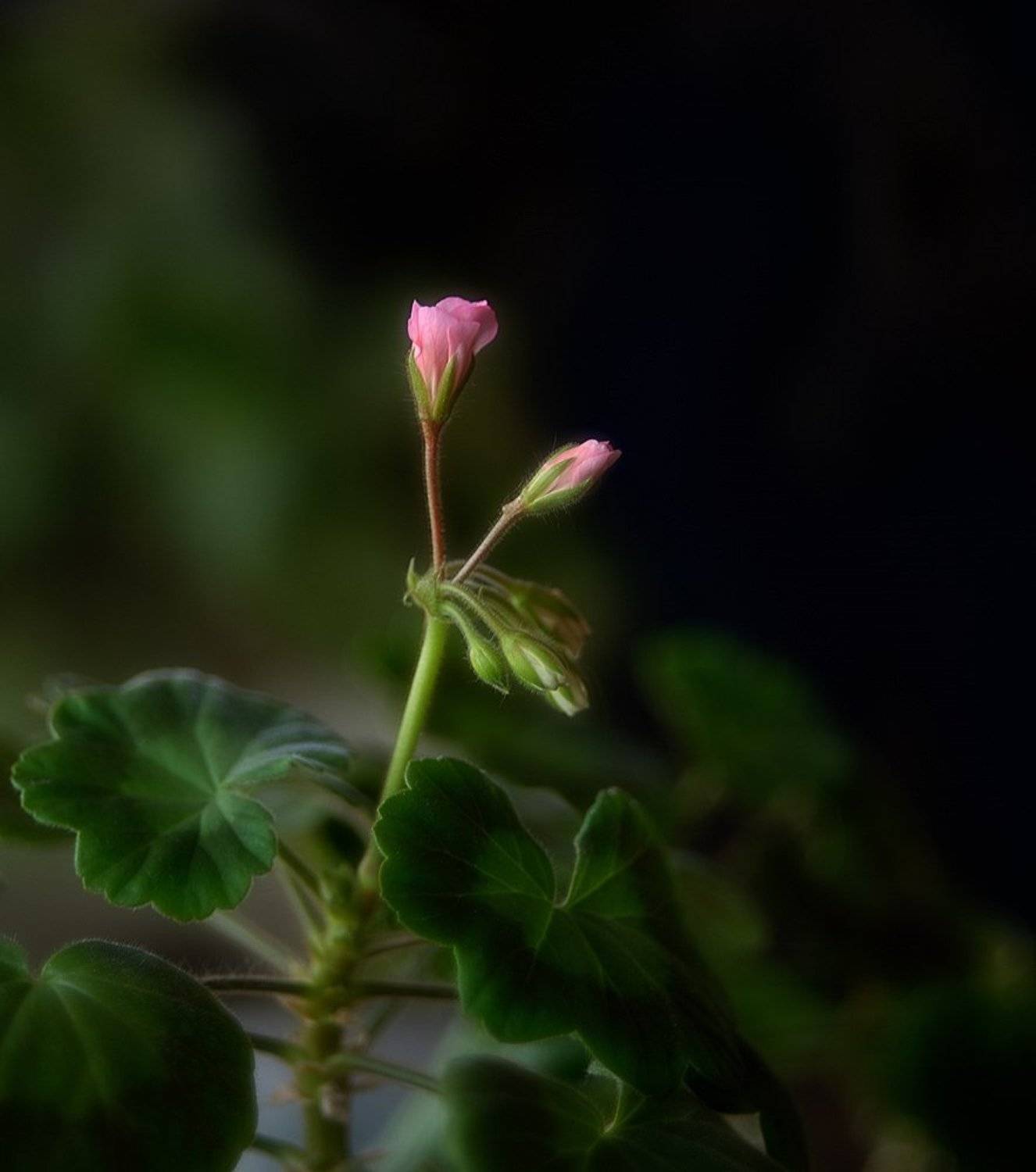 макро,герань,пеларгония,гелиос, Наталия К