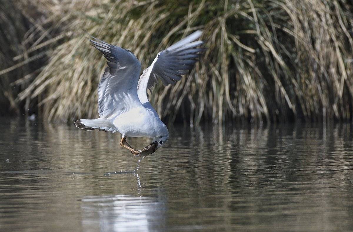 птицы birds slovakia, Jaroslav Mego