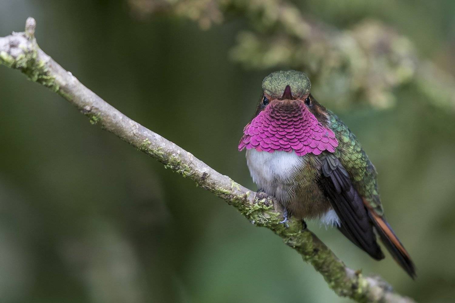 , Fernando Burgalin Sequeira