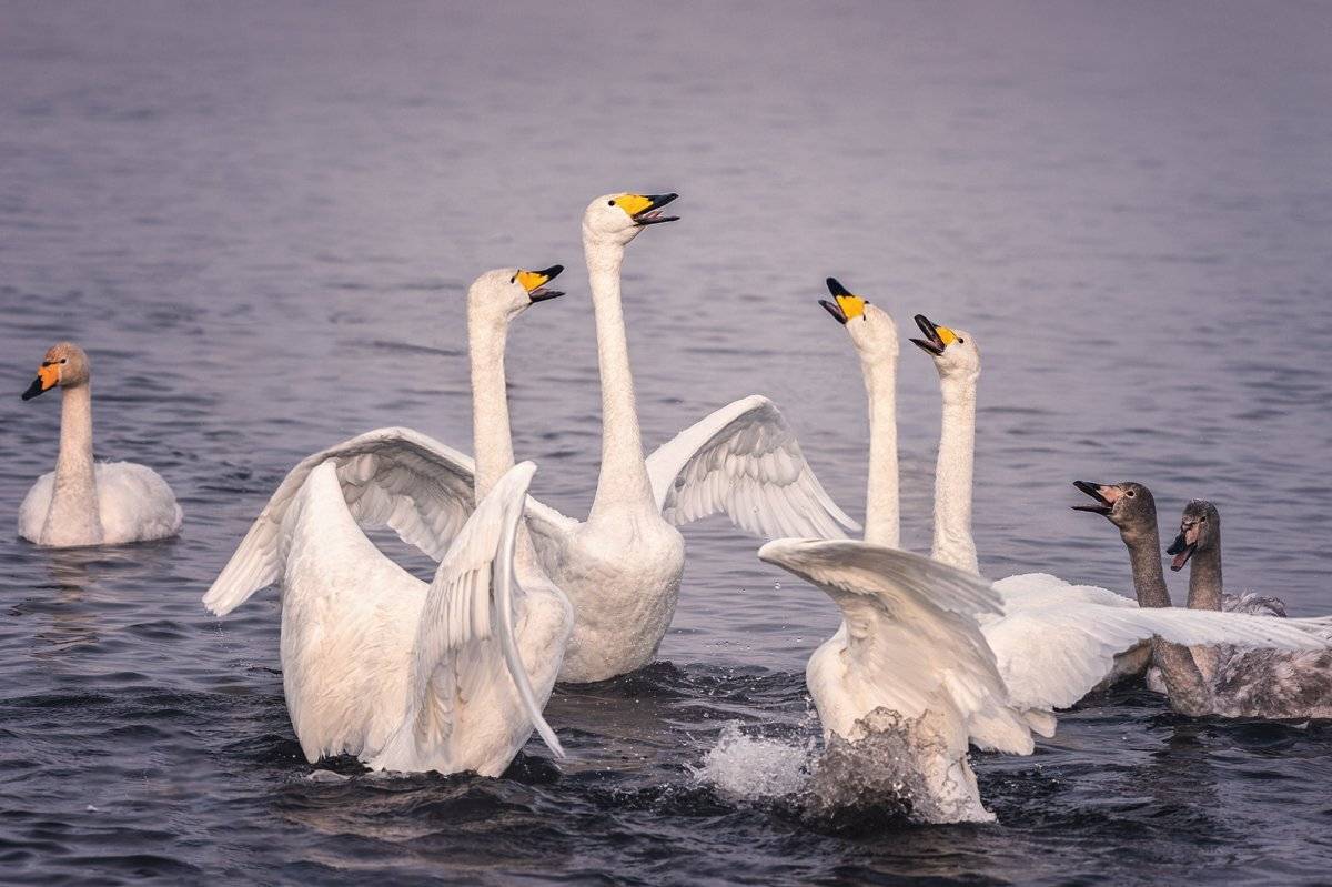Лебеди, Озеро, Светлое, Natalya P.