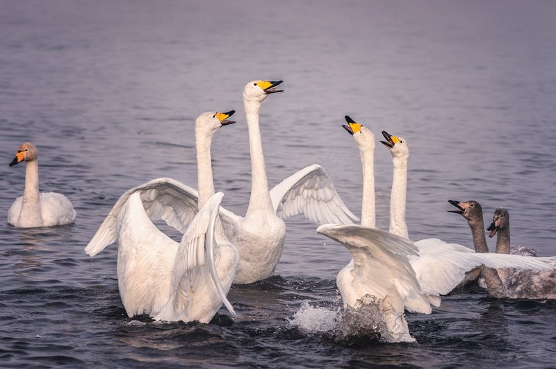 Лебеди, Озеро, Светлое Квартет фото превью
