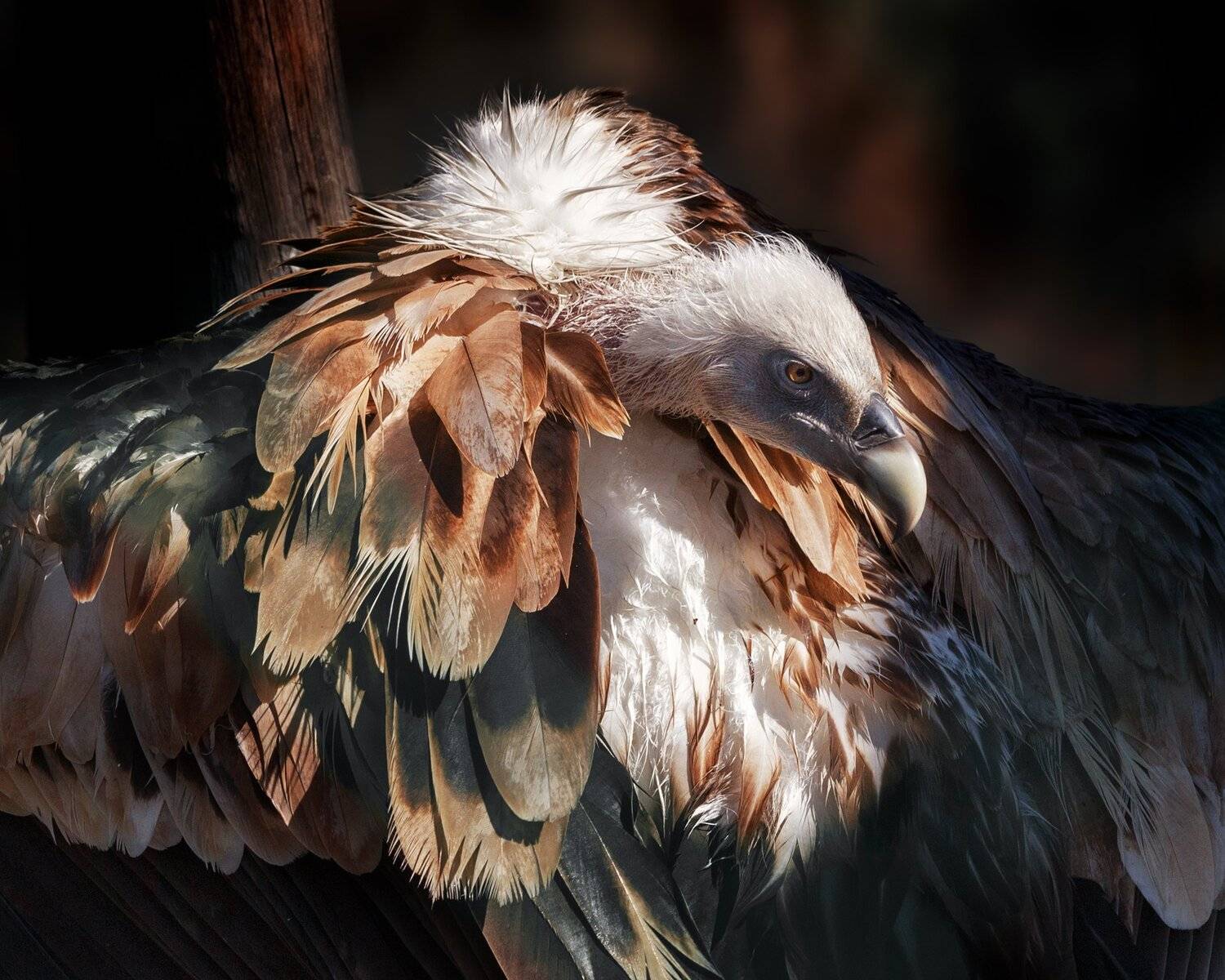 сип белоголовый, Олег Богданов
