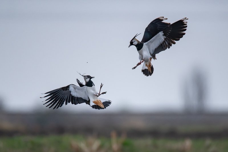 Чибисы (Vanellus vanellus) фото превью